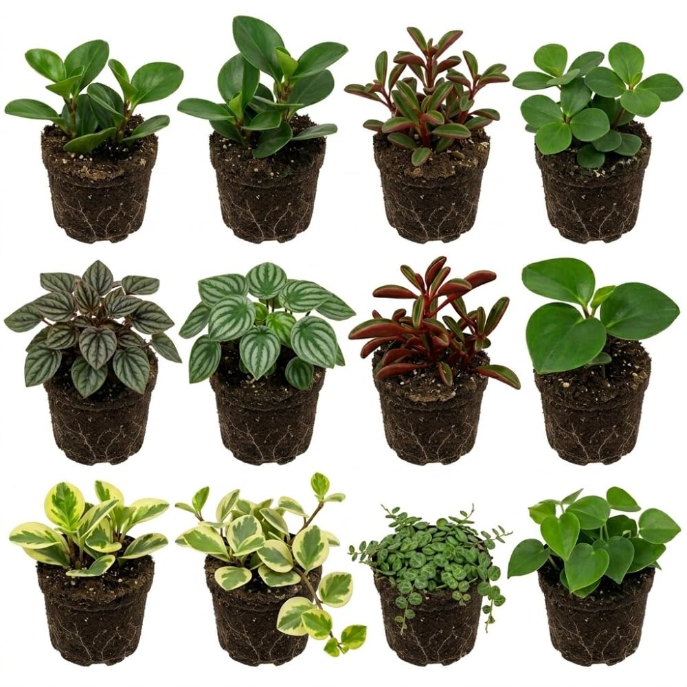 3 Mix Peperomia Plants Live, 4 to 6 Inc Tall, Peperomia Houseplant Live Plant for Gardening