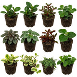 3 Assorted Peperomia Plants Live, Peperomia Houseplant Live Plant Growing Indoor Outdoor, 4 to 6 Inches in Height
