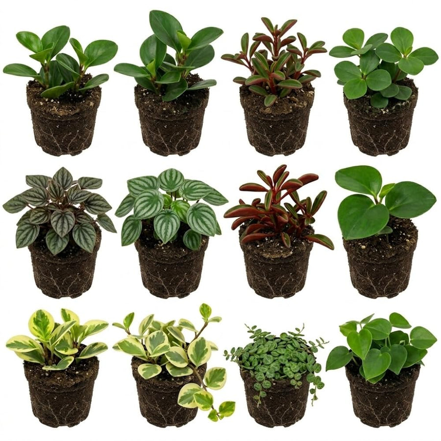 3 Assorted Peperomia Plants Live, Peperomia Houseplant Live Plant Growing Indoor Outdoor, 4 to 6 Inches in Height