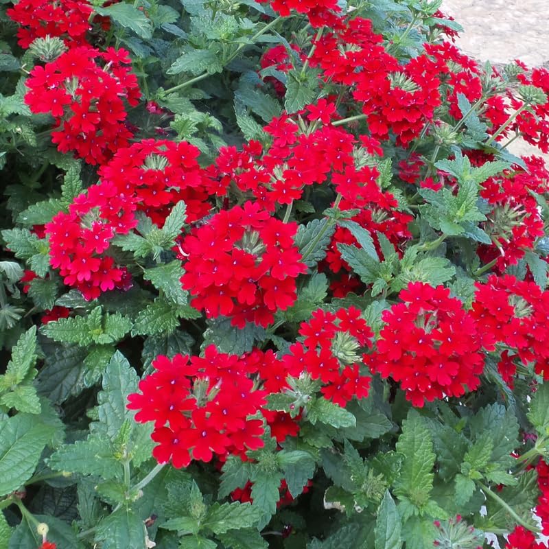 4 Red Verbena Plants Live, 5-9" Tall Hardy Perennial Flower Plants, Well-Rooted Outdoor Planting
