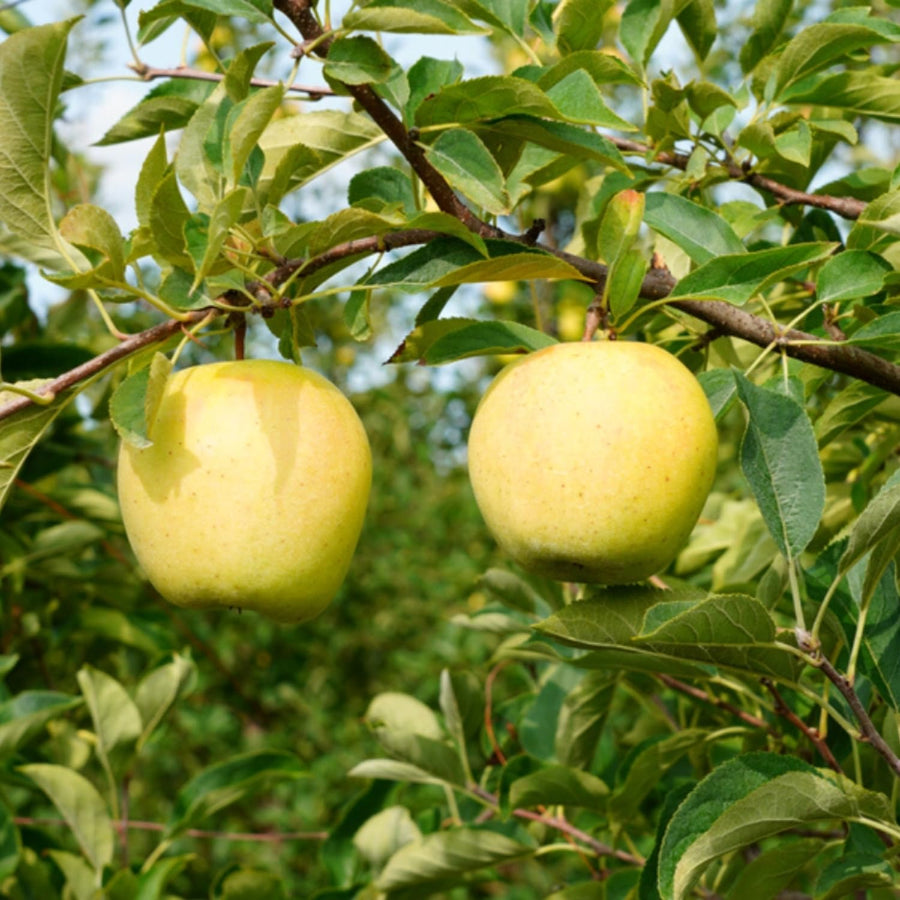 1 Apple Tree Live Plant for Planting, 2 Feet Height, Bareroot, Sweet Apple Plant Live for Planting Outdoor, Apple Fruit Tree (Yellow Delicious Apple)