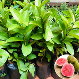 Pink Guava Tree Live, 8-10 Inc Tall Tropical Fruit Tree, Sweet Guava Plant for Outdoor or Indoor Planting, Well-Rooted