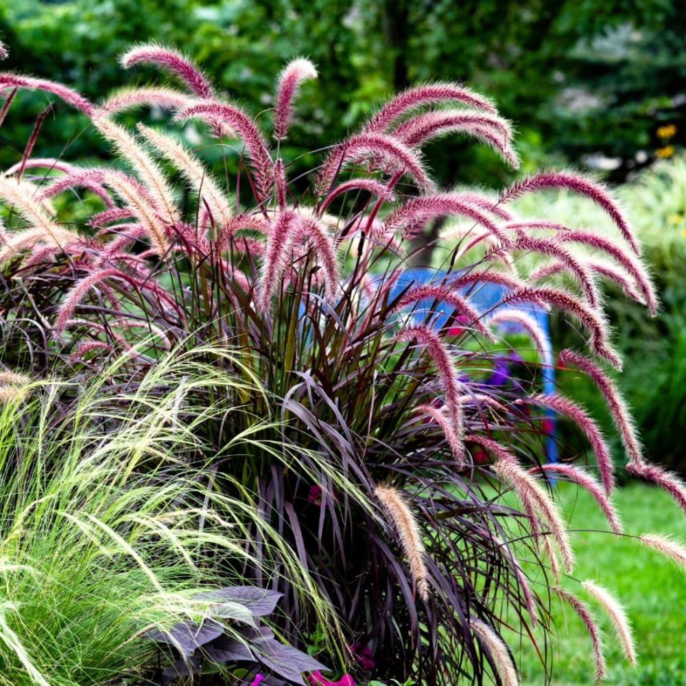 2 Ornamental Grass Plants - Purple Fountain Grasses Live Plants Perennial - 5-9 Inc Tall - Live Grass Seedlings Indoor Outdoor