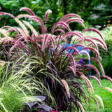 2 Ornamental Grass Plants - Purple Fountain Grasses Live Plants Perennial - 5-9 Inc Tall - Live Grass Seedlings Indoor Outdoor