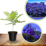 Jacaranda Mimosifolia Live Plant, 8-10 Inches Tall in 4" Pot, Blue Purple Flowering Tree for Outdoor Growing Garden and Landscape