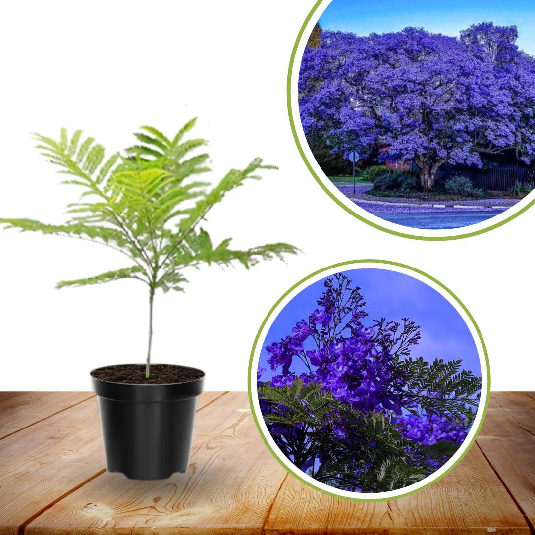 Jacaranda Mimosifolia Live Plant, 8-10 Inches Tall in 4" Pot, Blue Purple Flowering Tree for Outdoor Growing Garden and Landscape