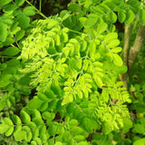 Moringa Seeds, 20 Count, Moringa Oleifera Plant Seeds, Fast Growing Herbal Plant, Seeds for Home Garden Outdoor