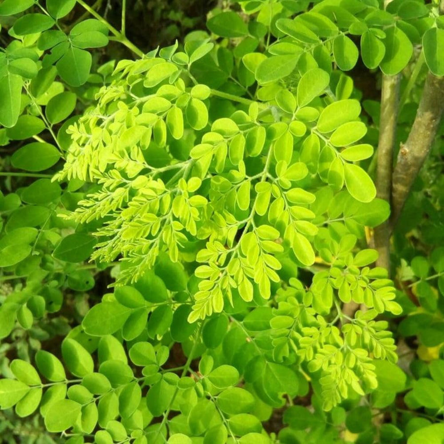 Moringa Seeds, 20 Count, Moringa Oleifera Plant Seeds, Fast Growing Herbal Plant, Seeds for Home Garden Outdoor