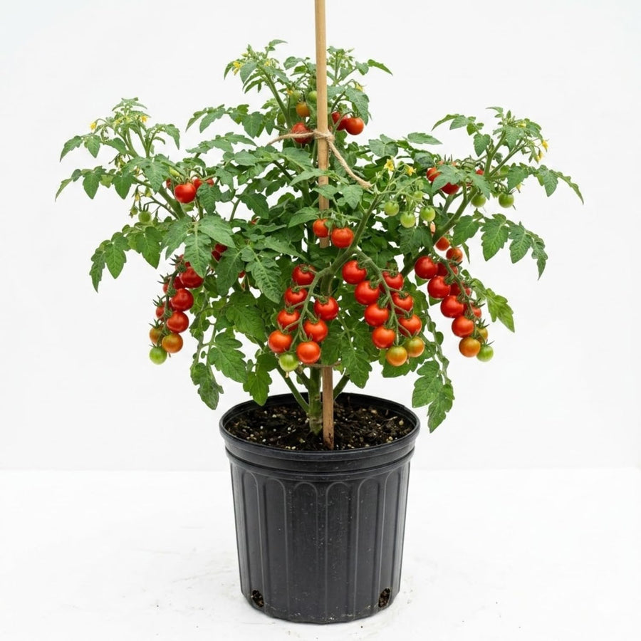 Tomato Plant Live, Tomato Cherry Red Plant 8-10'' Height, 4 Inches Pot, Vegetable Plant for Outdoor Garden