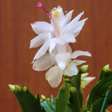 White Christmas Cactus Plants Live, 4 to 6 Inch Tall Live Christmas Cactus Bare Roots, Perennial Well Rooted Flower Plants, Holiday Houseplant, No Pot