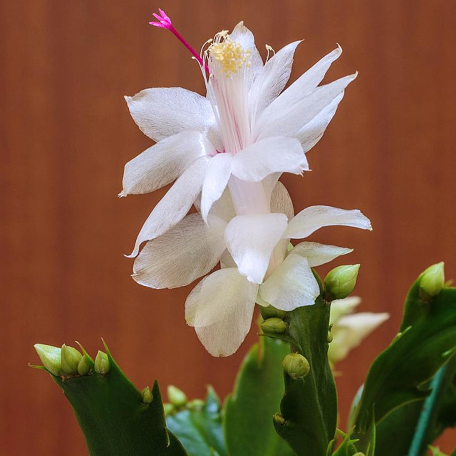 White Christmas Cactus Plants Live, 4 to 6 Inch Tall Live Christmas Cactus Bare Roots, Perennial Well Rooted Flower Plants, Holiday Houseplant, No Pot