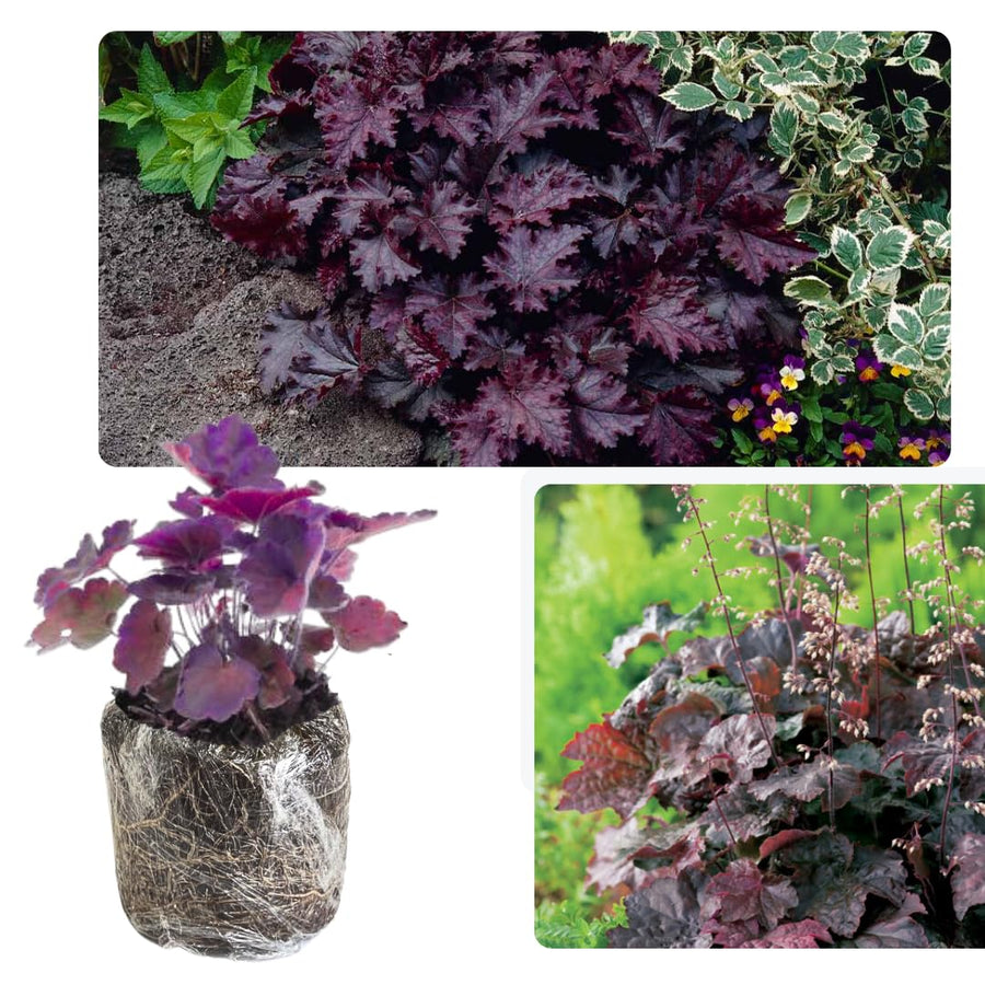 Heuchera Live Plant, Heuchera Coral Bells Live Plant, Purple Heuchera Houseplant, 5-8 Inc Tall, Change Color Leaf Heuchera