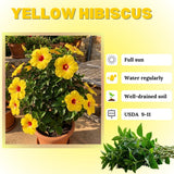 Set 7 Hibiscus Cuttings, Hardy Hibiscus Plants Live, Vibrant Blooming Flower, Well-Rooted Plant for Home Garden Indoor Outdoor (Yellow)