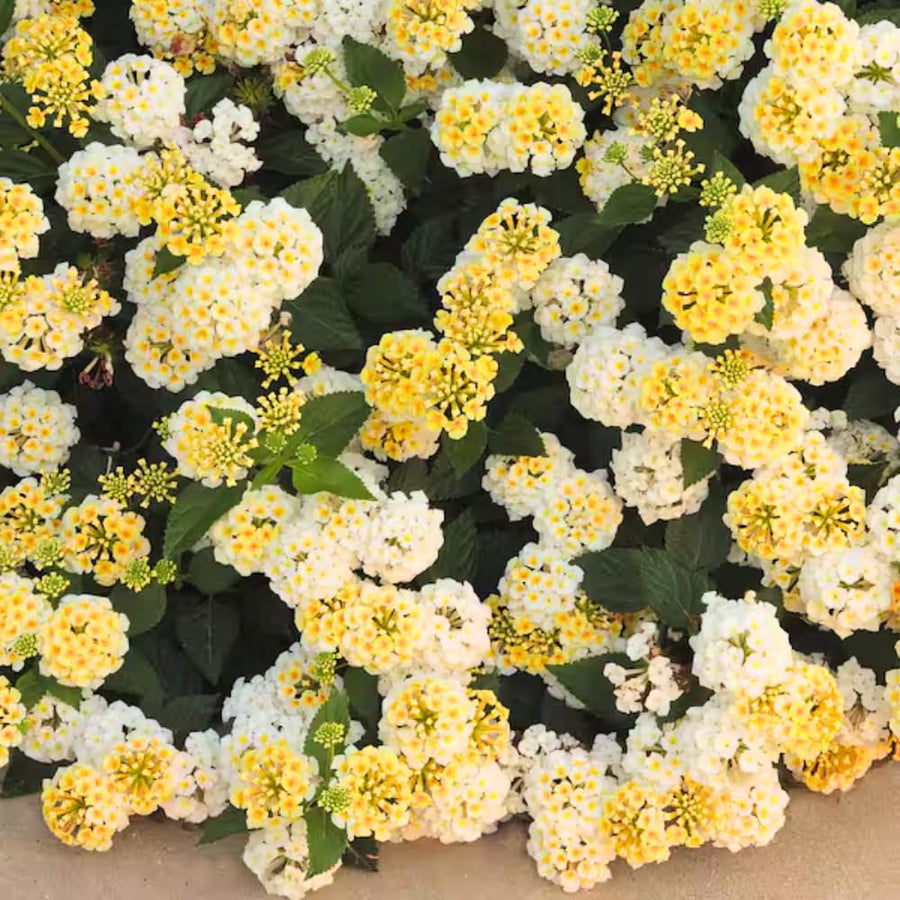 2 Trailing Lantana Plants Live for Indoor Outdoor, 6-9 Inch Tall, Live Lantana Flowers Home Garden (Yellow White Lantana)