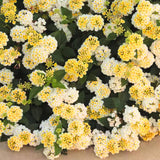 Pack 4 Trailing Lantana Plants Live for Gardening, 4-9 Inc Height, Ornamental Lantana Live Plants, Fragrant Lantana Flowers Vine (Yellow White Lantana)