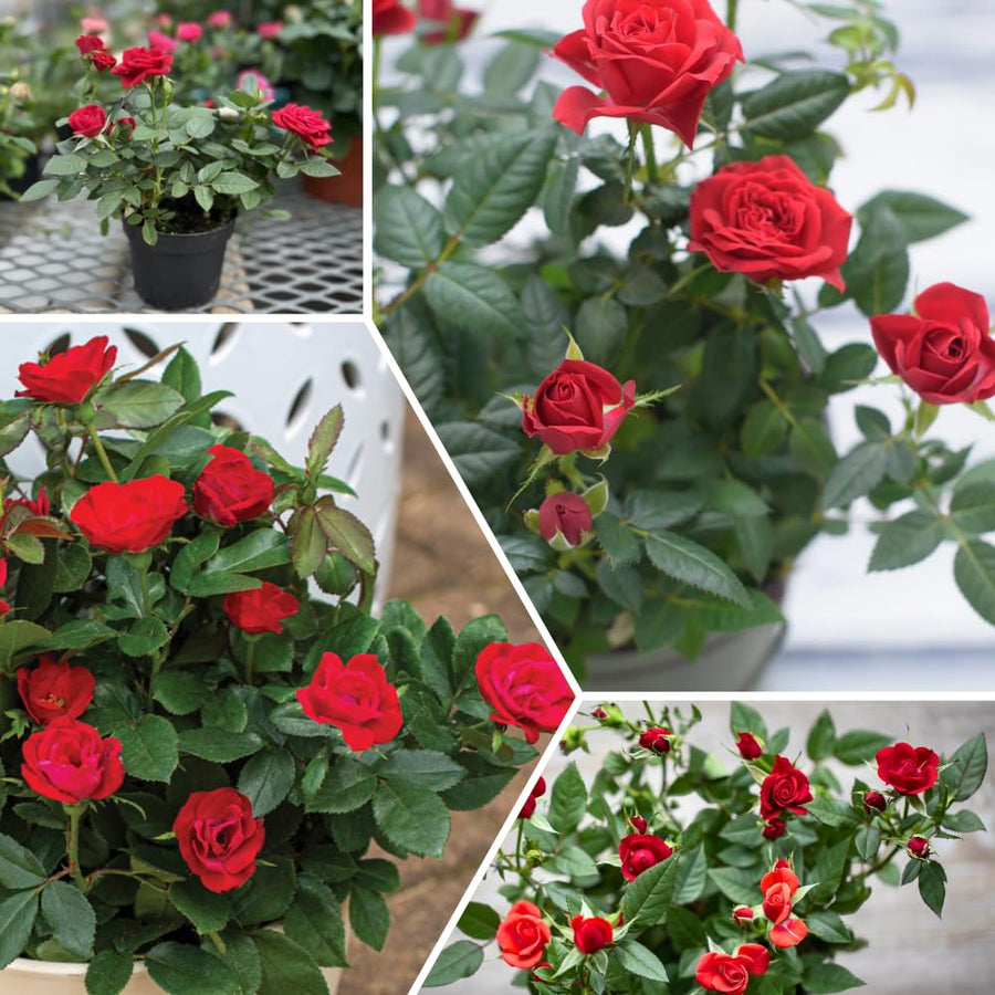 Miniature Rose Plant, Live 3” Potted Rose, Compact, Colorful Flowering Rose Bush for Indoor Outdoor Gardens (Red)