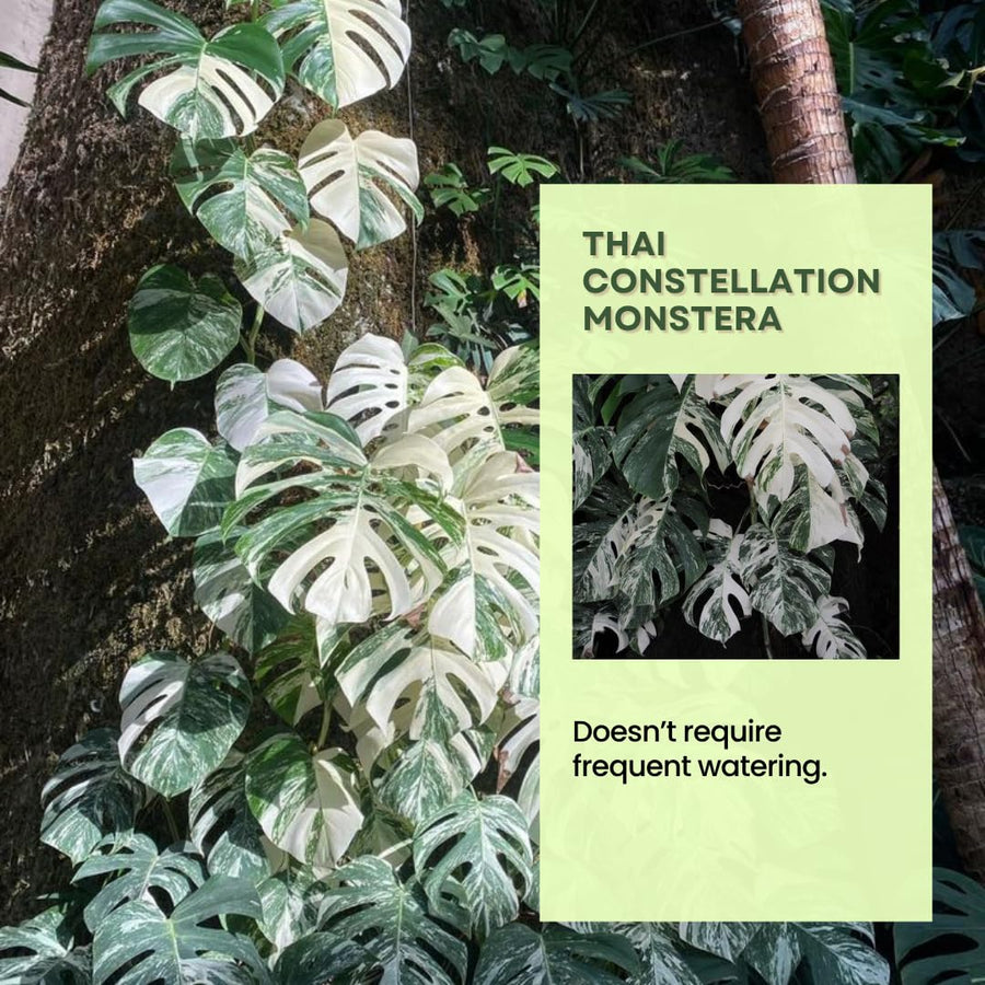 2 Rare Philodendron Live Plants Varieties Collection, Philodendrons Plants Size 5-9 Inc for Indoor Houseplant Décor, Ornamental Tropical Well-Rooted (Monstera Thai Constellation - Very Rare)