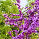 Redbud Tree Live Plant Bare Root, Red Bud Plant Live, 1 Year Olds, 12 to 18 Inc Long, Hardy Shrub Plant