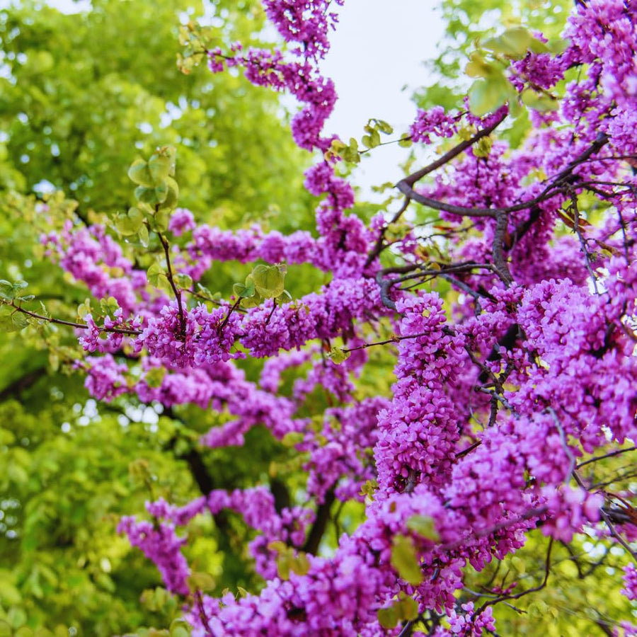 Redbud Tree Live Plant Bare Root, Red Bud Plant Live, 1 Year Olds, 12 to 18 Inc Long, Hardy Shrub Plant