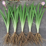 Set 6 Orange Daylily Live Starter Plant, 4-6" Tall, Daylilies Plant, Hardy Flowering Plant for Yard, Garden and Landscaping, Bareroot