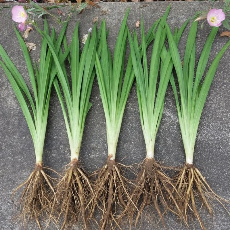 Set 6 Orange Daylily Live Starter Plant, 4-6" Tall, Daylilies Plant, Hardy Flowering Plant for Yard, Garden and Landscaping, Bareroot