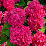 Pink Hydrangea Plant Live, Hydrangea Tree Live Plant Outdoors, 5 to 7 Inches Tall, Shrub Bush Plant