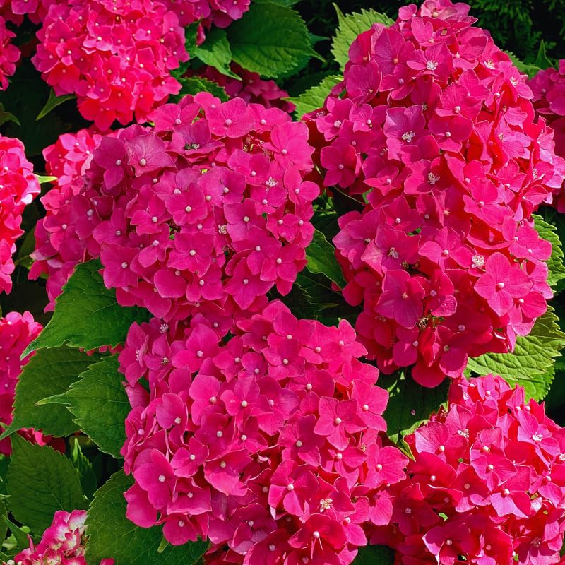 Hydrangea Plant Live, Hydrangea Tree Live Plant Outdoors, 5 to 7 Inches Tall, Shrub Bush Plant