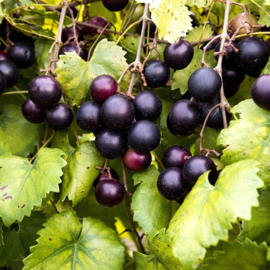 Muscadine Grape Vine Plant Live for Planting, 4" Pot, Live Grape Tree, Grape Fruit Tree