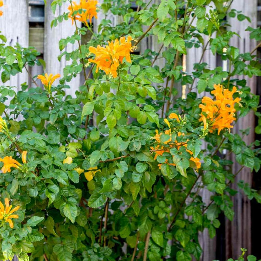 Yellow Honeysuckle Plant, Live Honeysucke Vine, 5-10 Inc Tall, Yellow Honeysuckle for Planting, Climbing Honeysuckle Bush Shrubs, Fragrant, No Pot