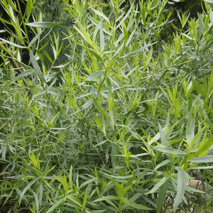 2 Texas Tarragon Plants Live, Texas Tarragon Herb Plant 4-6 Inches Tall, Live Herbs Culinary Gardening
