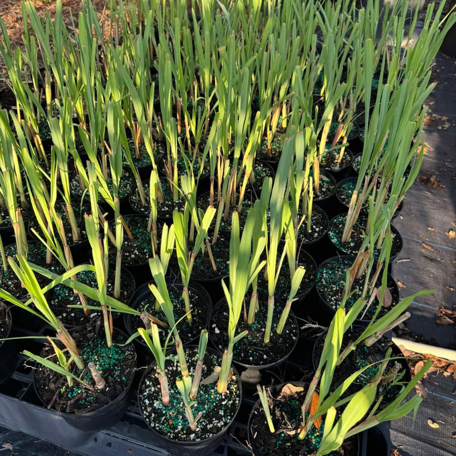 4 Lemongrass Live Plants, Lemon Grass Rooted Plants 8-10'', Ready to Plant Indoor Outdoor
