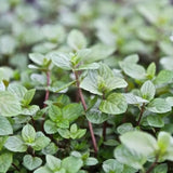 TANKDA Sets 2 Live Mint Plants Herb in 3.5" Pot, Fresh Chocolate Mint for Indoor Outdoor Growing, Spring Planting, 5-9" in Tall