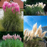 3 Mix Pampas Grass Plants Live, Hardy Ornamental Grass, Ready to Grow Pampas 4-8 Inches for Borders, Patios and Container Gardens