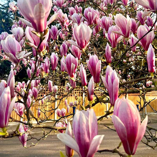 Saucer Magnolia Tree Live Plant in 2.5 Inches Pot, Dormant in Winter, 6-12 Inches in Tall, Ornamental Spring Flowering Tree, Outdoor