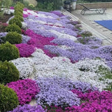 Pack of 25000 Dwarf Creeping Thyme Seeds, Ground Cover for Planting, Thyme Seeds for Garden Borders and Rock Gardens