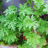3 Citronella Plants Live, Live Citronella Plants Indoor Outdoor, Zone 9 to 11
