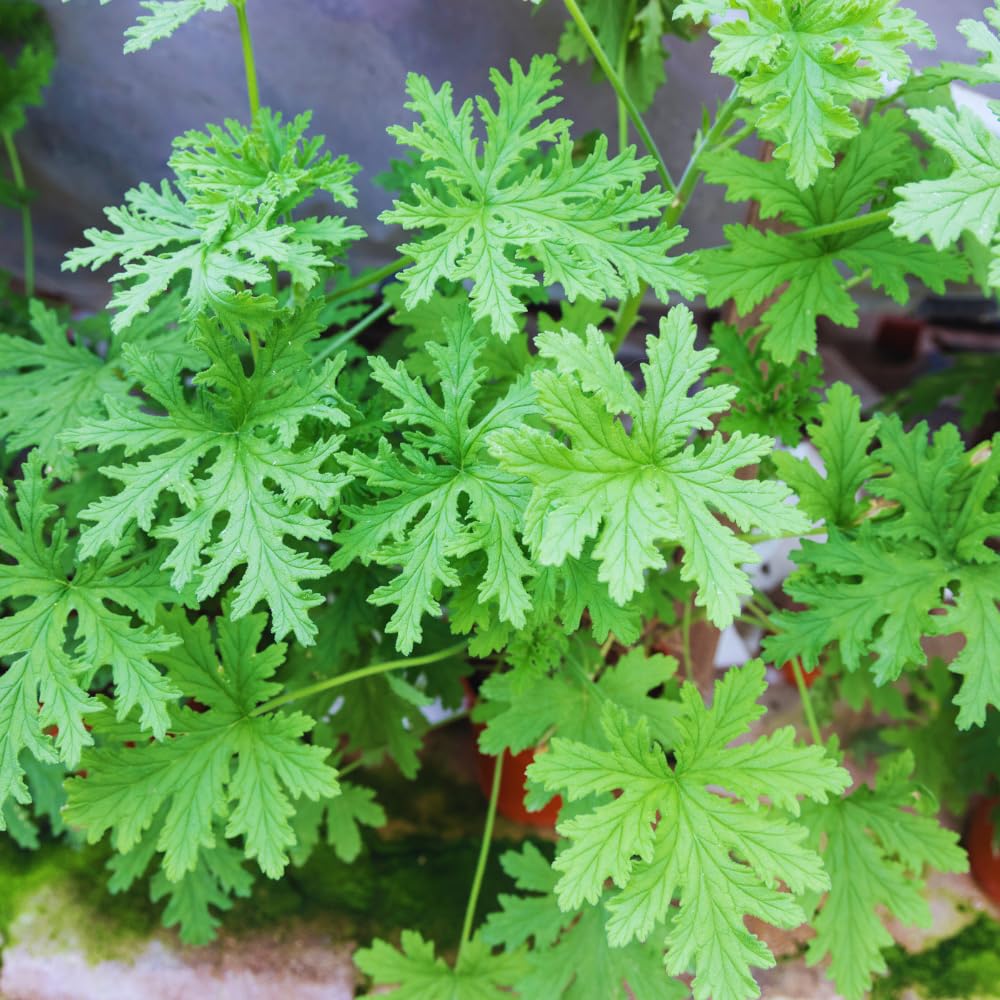 3 Citronella Plants Live, Live Citronella Plants Indoor Outdoor, Zone 9 to 11