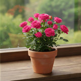 TANKDA Mini Rose Bush, Miniature Rose Flowers in 3'' Pot, Compact Flowering Rose for Indoor Outdoor Gardens and Containers (Pink Roses)