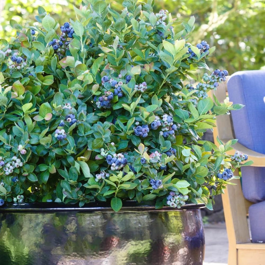 Ready Bear Fruit Blueberry Bushes Live Plant, 2-2.5 Ft Tall, Edible Fruit Bearing Sweet Blueberry Fruit Trees for Outdoor Indoor Planting