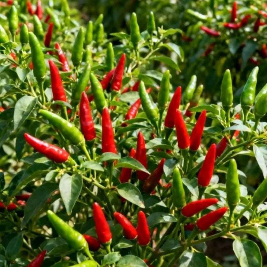 200 Pepper Seeds for Planting, Pepper Seeds for Indoor Outdoor Garden