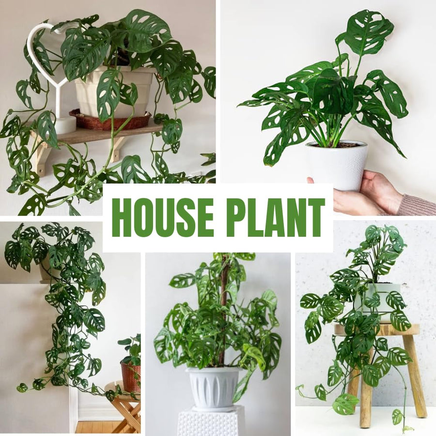 2 Monstera Plants Live, Swiss Cheese Philodendron Plant, Ornamental Tropical Well-Rooted, 4 to 5 Leaves for Indoor Houseplant (Monstera Swiss Cheese Narrow Leaf)