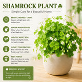 Green Shamrock Plant Live, Starter Oxalis Plant in 4" Pot, Easy Care Ornamental Houseplant for Patio, Container and Home Gardening