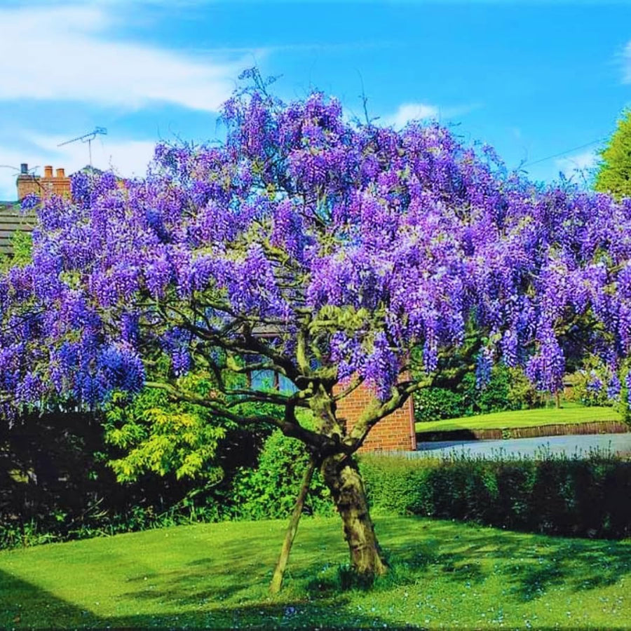 Purple Wisteria Tree Live Plant for Planting, 6-12 Inc Tall, Wisteria Vine Fragrant Flowers, Potted Well Plant