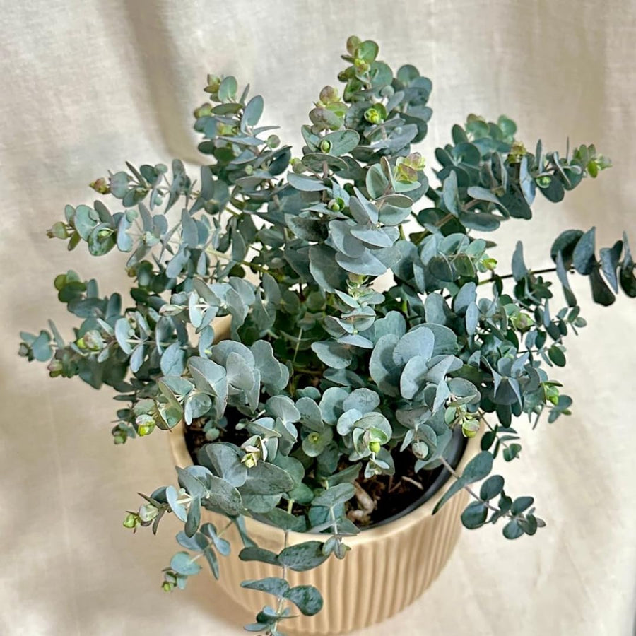 Baby Blue Eucalyptus Tree Live Plant in 2.5" Pot, Cold Hardy, Very Fragrant Foliage, Blue Color, Spring Planting Outdoor