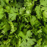 Live Cilantro Plant, Cilantro Herb Vegetable, 4-7 Inches Tall, 4 Inch Pot for Growing