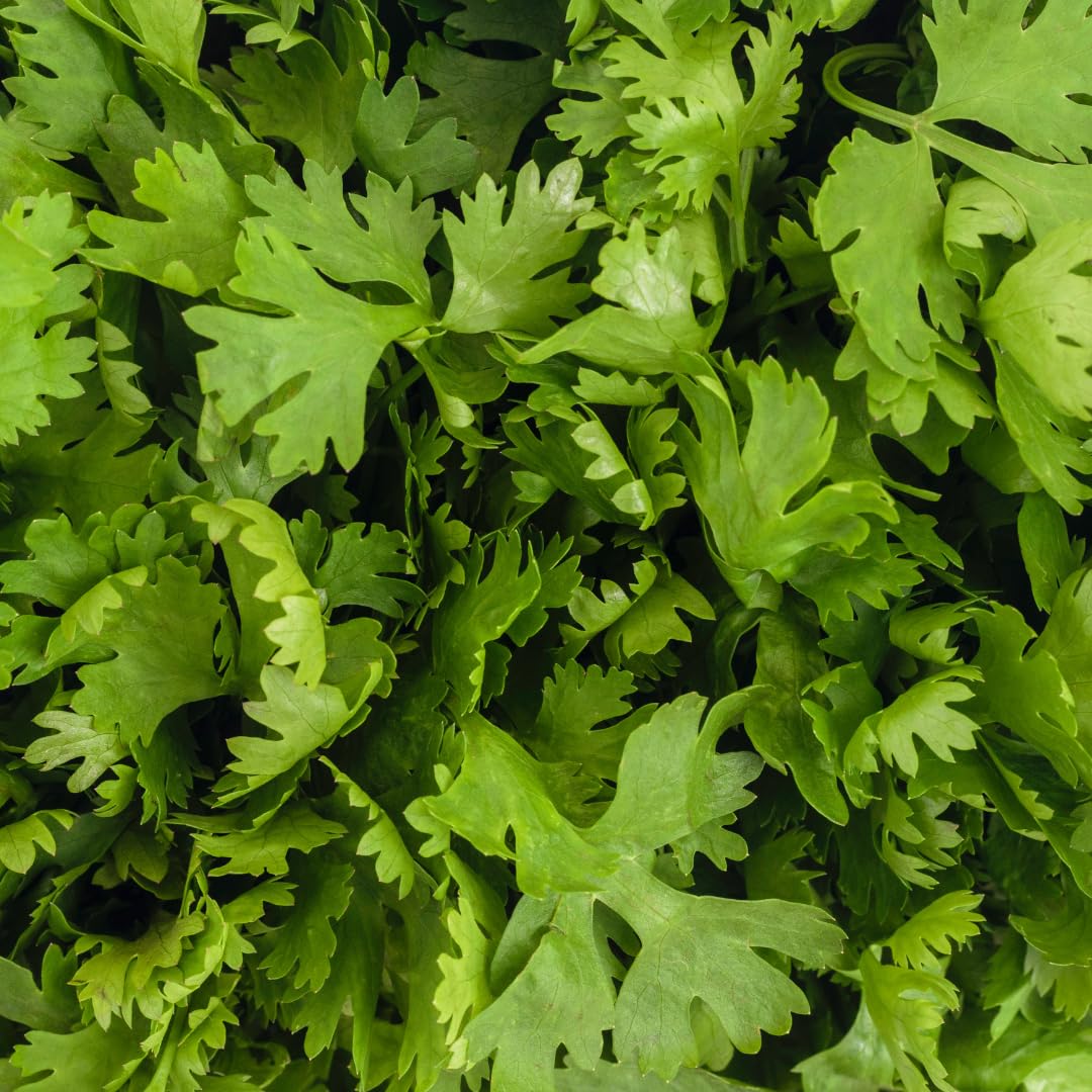 Live Cilantro Plant, Cilantro Herb Vegetable, 4-7 Inches Tall, 4 Inch Pot for Growing