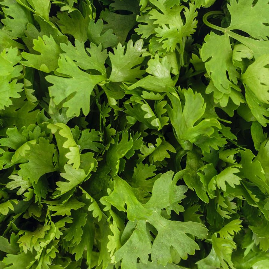 Live Cilantro Plant, Cilantro Herb Vegetable, 4-7 Inches Tall, 4 Inch Pot for Growing