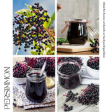 Elderberry Plant for Planting, Elderberry Plant Live, Rooted in 1 Gallon Pot, 2-3 Feet Tall, Cold Hardy Fruit Plant, Edible Berry for Planting