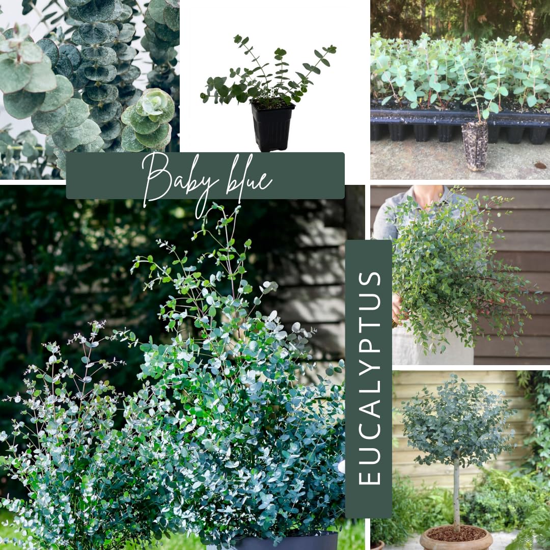 Baby Blue Eucalyptus Tree Live Plant in 2.5" Pot, Cold Hardy, Very Fragrant Foliage, Blue Color, Spring Planting Outdoor
