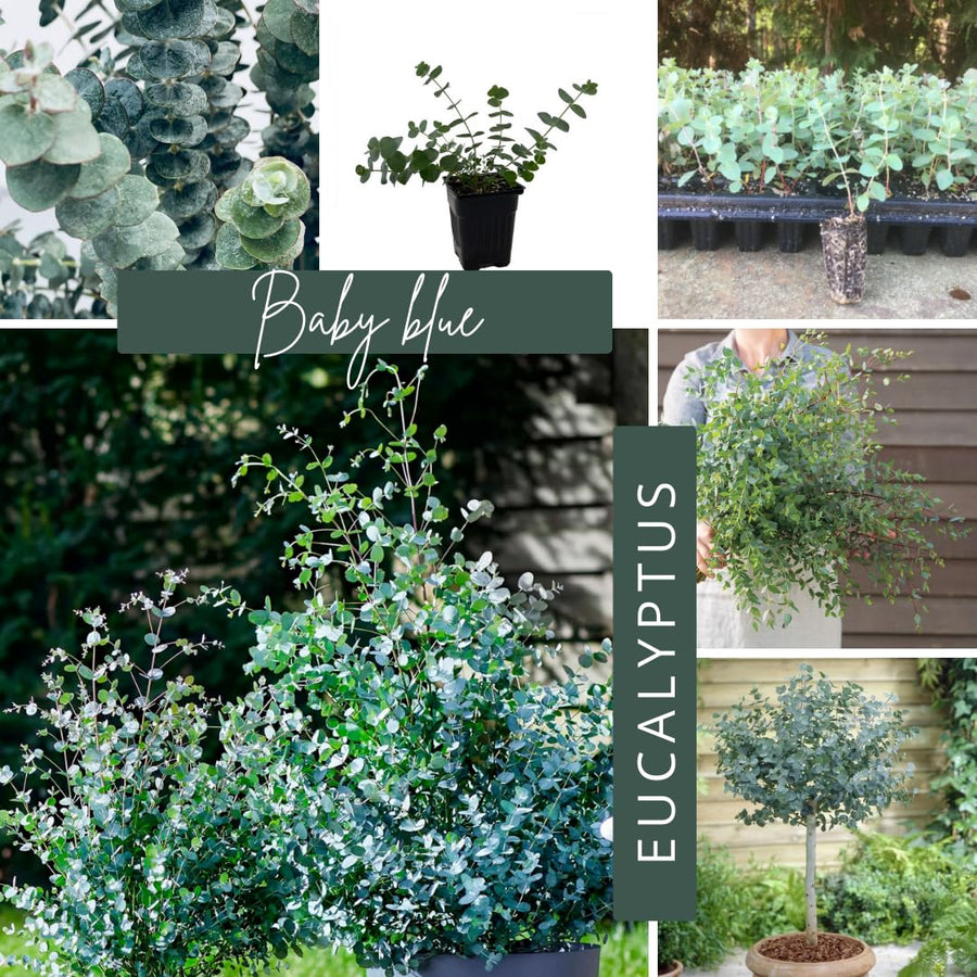 Baby Blue Eucalyptus Tree Live Plant in 2.5" Pot, Cold Hardy, Very Fragrant Foliage, Blue Color, Spring Planting Outdoor